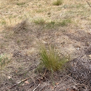 Nassella trichotoma at Watson, ACT - 25 Nov 2024