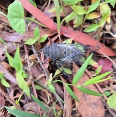 Psaltoda moerens (Redeye cicada) at Jamberoo, NSW - 17 Nov 2024 by nancyp