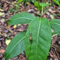 Helicarion mastersi (Royal Semi-slug) at Jamberoo, NSW - 15 Nov 2024 by nancyp