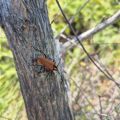 Unidentified Longhorn beetle (Cerambycidae) at Allambie Heights, NSW - 8 Nov 2024 by nancyp