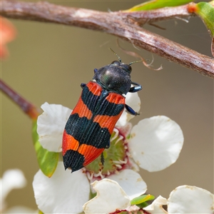 Castiarina kershawi at Uriarra Village, ACT - 25 Nov 2024