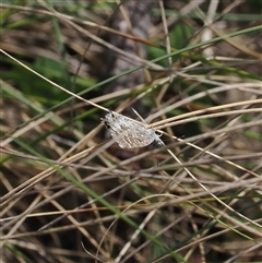 Theclinesthes serpentata (Saltbush Blue) at Brindabella, NSW - 9 Nov 2024 by RAllen