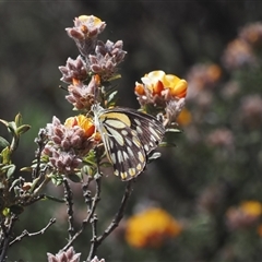 Belenois java (Caper White) at Brindabella, ACT - 9 Nov 2024 by RAllen