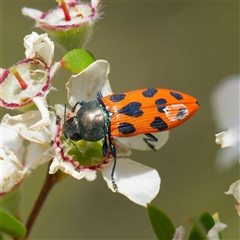 Castiarina octomaculata (A jewel beetle) at Uriarra Village, ACT - 25 Nov 2024 by DPRees125