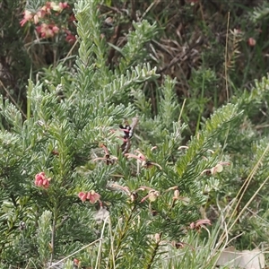 Graphium macleayanum (Macleay's Swallowtail) at Cotter River, ACT by RAllen