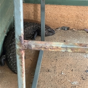 Tiliqua rugosa at Bungendore, NSW - suppressed