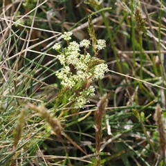 Aciphylla simplicifolia (Mountain Aciphyll) at Cotter River, ACT - 9 Nov 2024 by RAllen