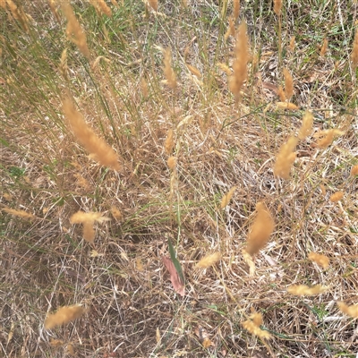 Anthoxanthum odoratum (Sweet Vernal Grass) at Watson, ACT - 25 Nov 2024 by abread111