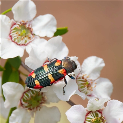 Castiarina sexplagiata (Jewel beetle) at Uriarra Village, ACT - 25 Nov 2024 by DPRees125