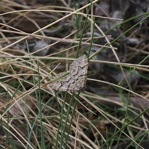 Chrysolarentia nephodes (High-country Carpet) at Bimberi, ACT by RAllen