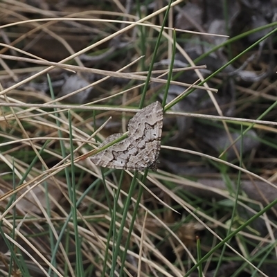 Chrysolarentia nephodes (High-country Carpet) at Bimberi, ACT - 9 Nov 2024 by RAllen