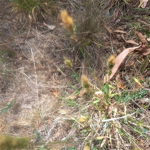 Anthoxanthum odoratum at Watson, ACT - 25 Nov 2024