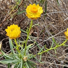 Xerochrysum viscosum at Weetangera, ACT - 25 Nov 2024