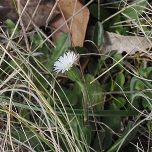 Pappochroma nitidum at Bimberi, ACT - 9 Nov 2024