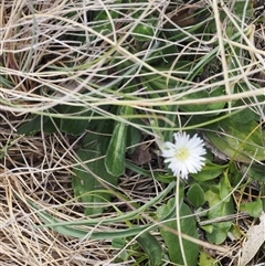 Pappochroma nitidum at Bimberi, ACT - 9 Nov 2024