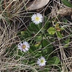 Pappochroma nitidum at Bimberi, ACT - 9 Nov 2024