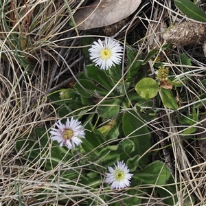 Pappochroma nitidum at Bimberi, ACT - 9 Nov 2024