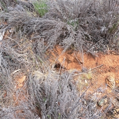 Oryctolagus cuniculus (European Rabbit) at Watson, ACT - 24 Nov 2024 by abread111