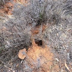 Oryctolagus cuniculus at Watson, ACT - 25 Nov 2024 10:25 AM