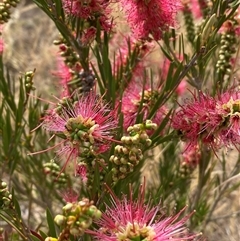 Callistemon citrinus (Crimson Bottlebrush) at Molonglo, ACT - 24 Nov 2024 by SteveBorkowskis