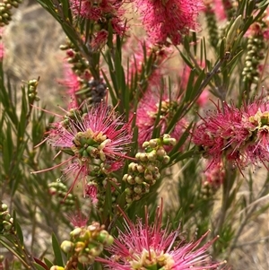 Callistemon citrinus at Molonglo, ACT - 25 Nov 2024 09:40 AM