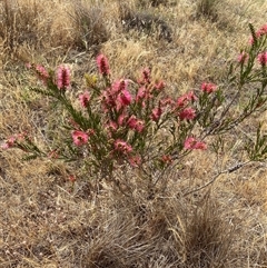 Callistemon citrinus at Molonglo, ACT - 25 Nov 2024 09:40 AM