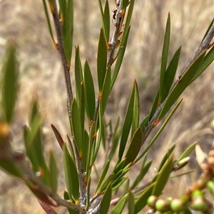 Callistemon citrinus at Molonglo, ACT - 25 Nov 2024 09:40 AM