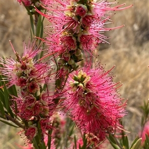 Callistemon citrinus at Molonglo, ACT - 25 Nov 2024 09:40 AM