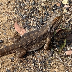 Pogona barbata at Hawker, ACT - 25 Nov 2024