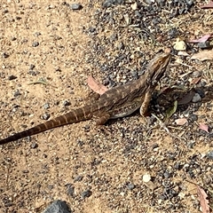 Pogona barbata at Hawker, ACT - 25 Nov 2024