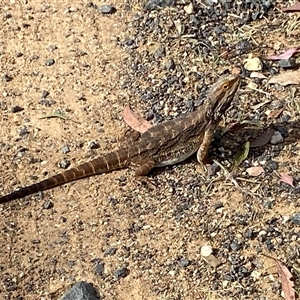 Pogona barbata at Hawker, ACT - suppressed