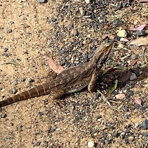 Pogona barbata at Hawker, ACT - 25 Nov 2024