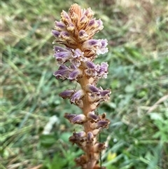 Orobanche minor (Broomrape) at Yarralumla, ACT - 25 Nov 2024 by SteveBorkowskis