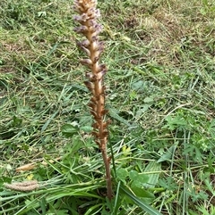 Orobanche minor at Yarralumla, ACT - 25 Nov 2024