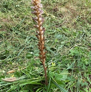 Orobanche minor at Yarralumla, ACT - 25 Nov 2024