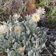 Leucochrysum alpinum (Alpine Sunray) at Bimberi, ACT - 9 Nov 2024 by RAllen