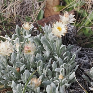 Leucochrysum alpinum at Bimberi, ACT - 9 Nov 2024