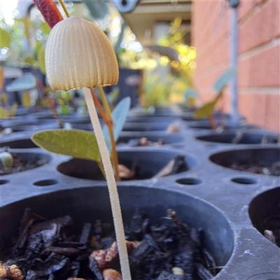 Coprinellus etc. (An Inkcap) at Watson, ACT - 23 Nov 2024 by abread111