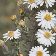 Olearia brevipedunculata (Dusty Daisy Bush) at Cotter River, ACT - 9 Nov 2024 by RAllen