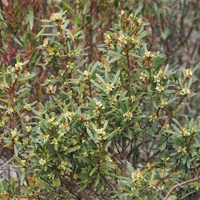 Tasmannia xerophila subsp. xerophila (Alpine Pepperbush) at Cotter River, ACT - 9 Nov 2024 by RAllen