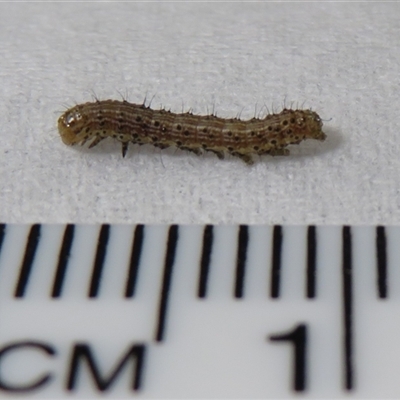 Lepidoptera unclassified IMMATURE (caterpillar or pupa or cocoon) at Macarthur, ACT - 25 Nov 2024 by RodDeb