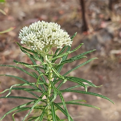 Cassinia longifolia (Shiny Cassinia, Cauliflower Bush) at Weetangera, ACT - 25 Nov 2024 by sangio7