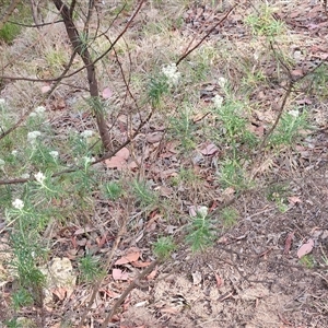 Cassinia longifolia at Weetangera, ACT - 25 Nov 2024 08:42 AM