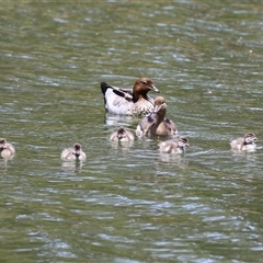 Chenonetta jubata (Australian Wood Duck) at Bonython, ACT - 25 Nov 2024 by RodDeb