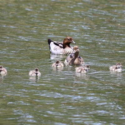 Chenonetta jubata (Australian Wood Duck) at Bonython, ACT - 25 Nov 2024 by RodDeb