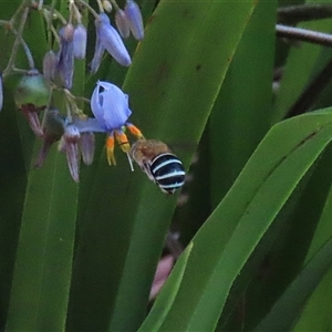 Amegilla (Zonamegilla) asserta at Bonython, ACT - 25 Nov 2024