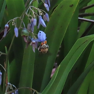 Amegilla (Zonamegilla) asserta at Bonython, ACT - 25 Nov 2024