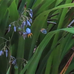 Amegilla (Zonamegilla) asserta at Bonython, ACT - 25 Nov 2024