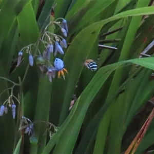 Amegilla (Zonamegilla) asserta at Bonython, ACT - 25 Nov 2024