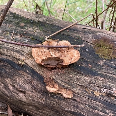 Rhodofomitopsis lilacinogilva complex (Lilac Shelf Fungus) at Rocky Hall, NSW - 24 Nov 2024 by JTran